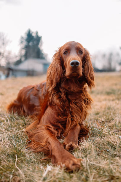 Irish red setter dog resting on green grass background at summer time, outdoors Irish red setter dog relaxing on green grass background outdoors in summer irish setter stock pictures, royalty-free photos & images