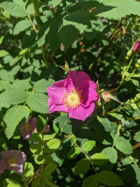 istock Closeup of pink roses 1387718721