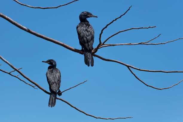 istock Cormorants on top of the tree 1387718841