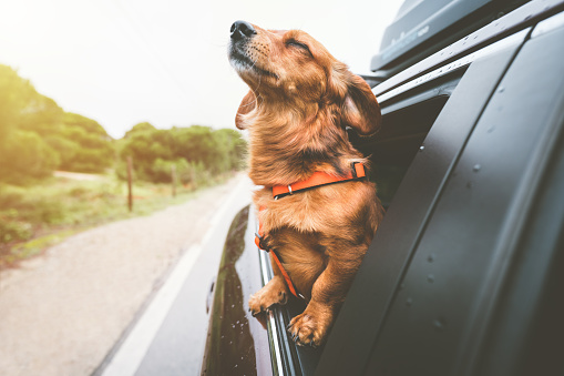 Dachshund dog riding in car and looking out from car window. Happy dog enjoying life. Dog adventure. High quality photo