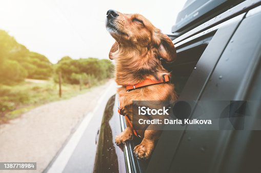 istock Dachshund dog riding in car and looking out from car window. Happy dog enjoying life. Dog adventure 1387718984