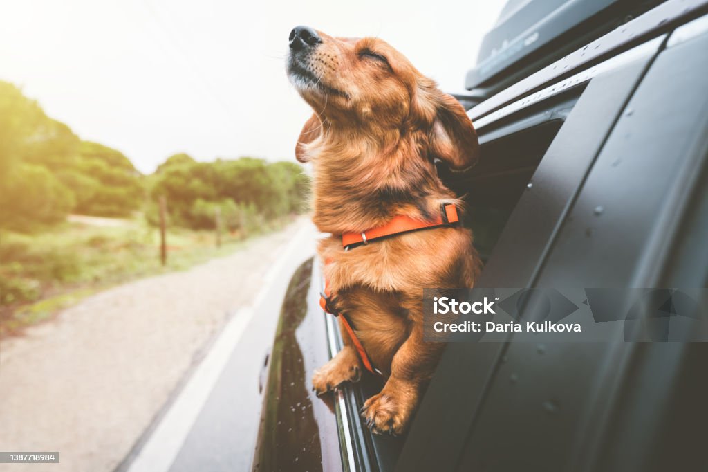 Dachshund dog riding in car and looking out from car window. Happy dog enjoying life. Dog adventure Dachshund dog riding in car and looking out from car window. Happy dog enjoying life. Dog adventure. High quality photo Dog Stock Photo