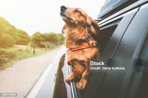 Dachshund Dog Riding In Car And Looking Out From Car Window Happy Dog Enjoying Life Dog Adventure Stock Photo - Download Image Now
