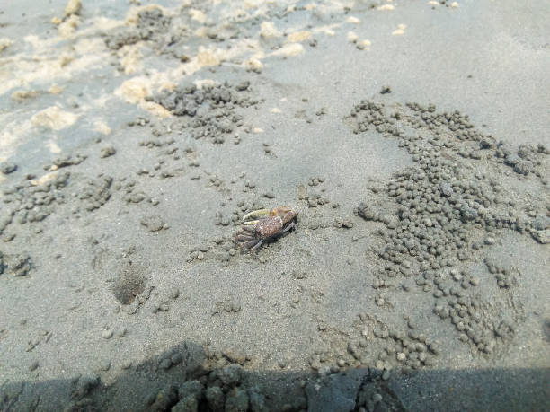 istock Small crab walking along the sand. 1387719738