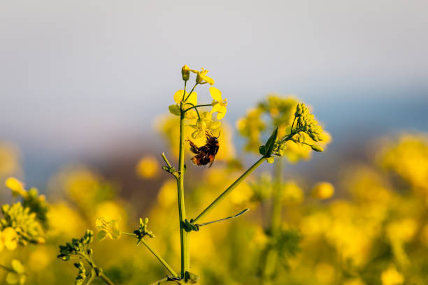 A bee collecting pollen from a canola/rapeseed flower, with a shallow depth of field