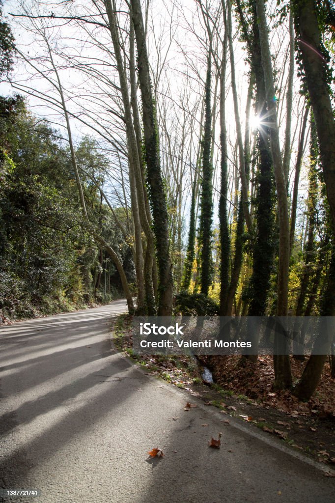 Curve of a road in Gualba A curve of a road surrounded by trees in a forest in Gualba town in Catalonia Catalonia Stock Photo