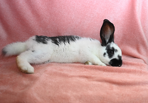 cute baby rabbit is lying on a pink blanket and looking at the camera