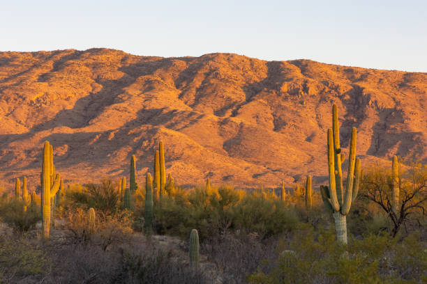 istock Saguaro cactus at sunset in Arizona 1387726073