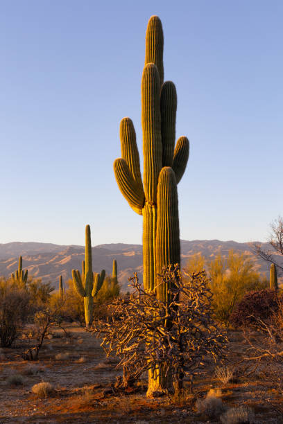 istock Saguaro cactus at sunset in Arizona 1387726117