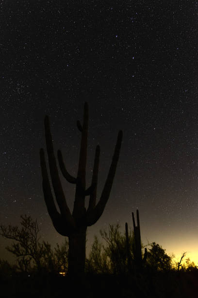 istock Saguaro cactus against a starry night 1387726122