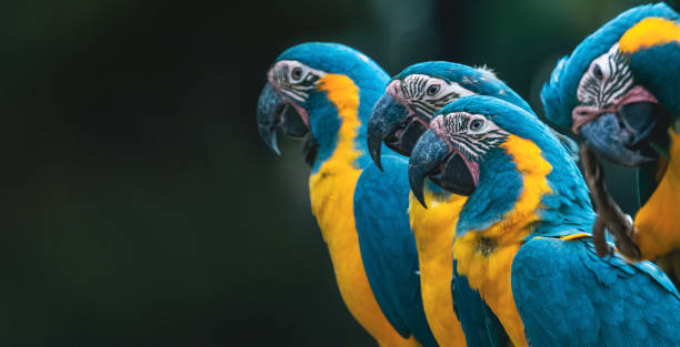 Blue and yellow macaw parrots seen in a row Close-up of a wild blue and yellow parrots on green nature background. Ultra high resolution image. green parakeet stock pictures, royalty-free photos & images