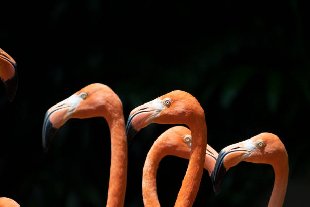 istock Pink Flamingos 1387726240