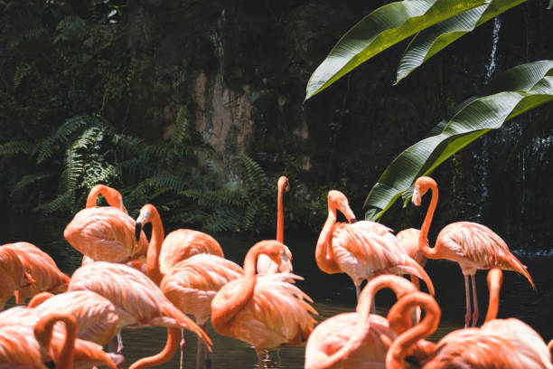 Wild Pink Flamingos seen in the tropical green rainforest. Ultra high resolution image.