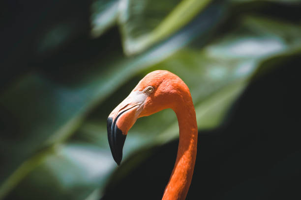 istock Pink Flamingo 1387726273