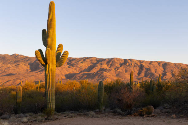istock Saguaro cactus at sunset in Arizona 1387726296