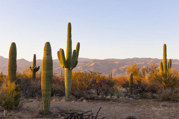 saguaro kaktus bei sonnenuntergang in arizona - sonoran desert cactus landscaped desert stock-fotos und bilder