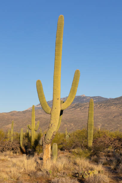 istock Misshapen saguaro cactus in Arizona 1387726298