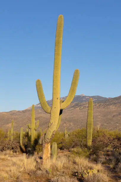 Misshapen saguaro cactus in Arizona