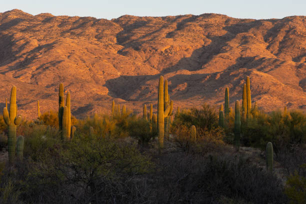 istock Saguaro cactus at sunset in Arizona 1387726299