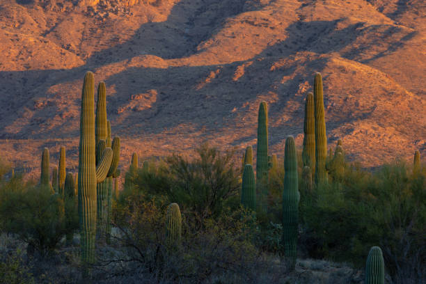 istock Saguaro cactus at sunset in Arizona 1387726349