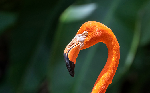 A wild Pink Flamingo seen in the tropical green rainforest. Ultra high resolution image.