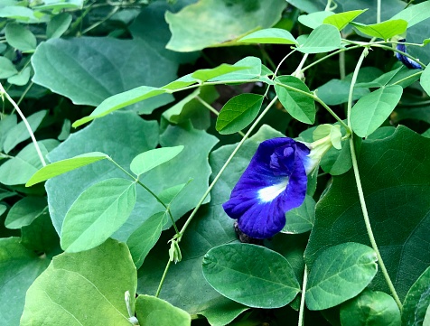 Horizontal closeup photo of green leaves, stems and a blue flower growing on a Butterfly Pea or Asian Pigeon Wings plant in a tropical garden in Bali in Summer. The bright blue flowers are used as a herbal tea, in salads and as a food colouring in sweet and savoury dishes.