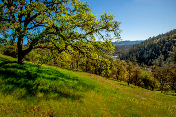 south fork fiume american - poppy field flower california golden poppy foto e immagini stock