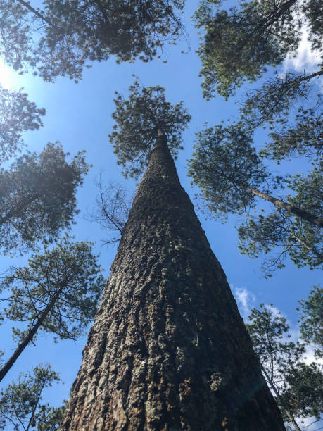 istock Background of Towering pine trees with blue sky and sun reflection 1387733597