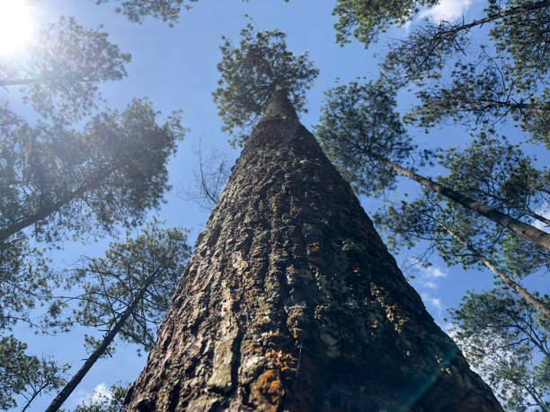 istock Background of Towering pine trees with blue sky and sun reflection 1387733599