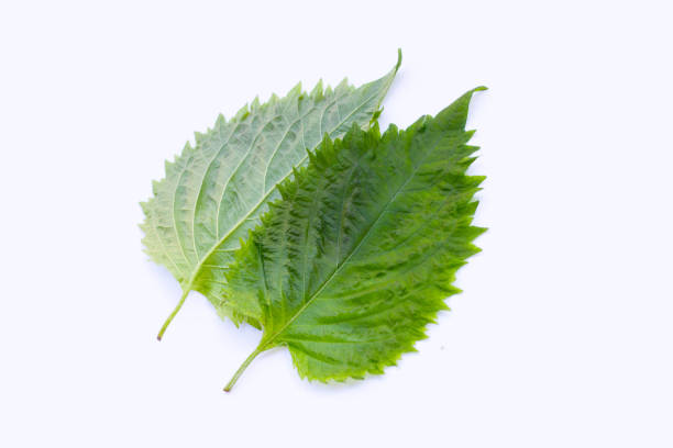 istock Green Shiso or oba leaves on white background. 1387733655