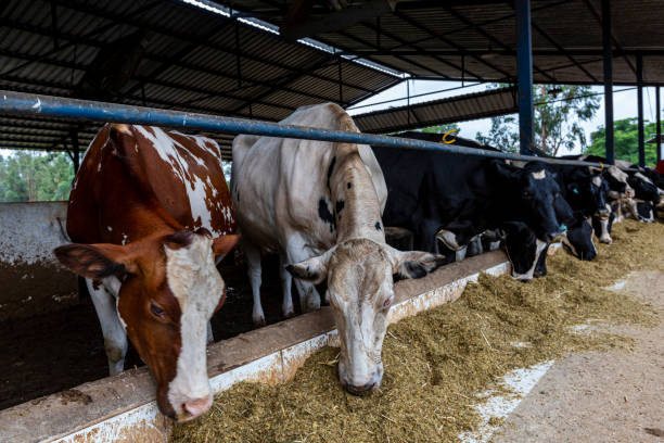 istock Milk cows in the Compost Barn 1387733946