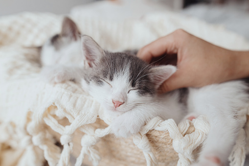 Hand caressing cute little kitten sleeping on soft blanket in basket. Portrait of adorable grey and white kitties napping on blanket in bedroom. Adoption concept. Sweet dreams