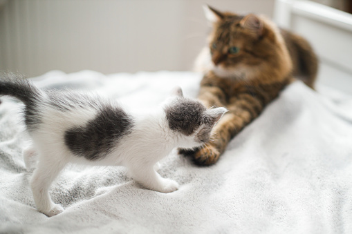 Cute little kitten meeting with big cat brother on soft bed. Adorable scared grey and white kitty looking at Maine Coon on cozy blanket in bedroom. Adoption concept