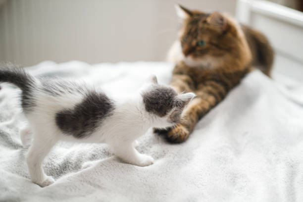 Cute little kitten meeting with big brother, looking at tabby cat on soft bed. Adoption concept Cute little kitten meeting with big cat brother on soft bed. Adorable scared grey and white kitty looking at Maine Coon on cozy blanket in bedroom. Adoption concept cat sniff stock pictures, royalty-free photos & images