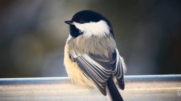 черноголовый крупным планом - blackheaded стоковые фото и изображения