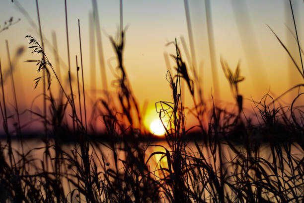 Beautiful late sunset by the lake, with dry straw plants in focus