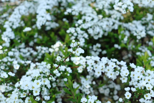 istock Thunberg spirea in full bloom. 1387739597