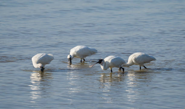 深セン中国の黒い顔のスプーンビル - black faced spoonbill ストックフォトと画像