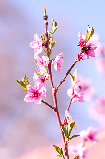 Pink Sakura (prunus serrulata ) blossoming