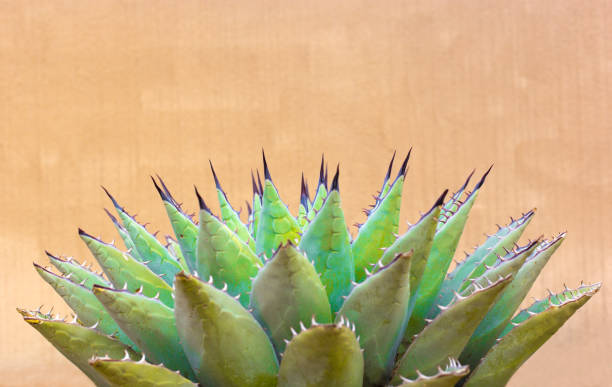 istock Blue Agave (American Aloe) Plant; Brown Adobe Background 1387748359