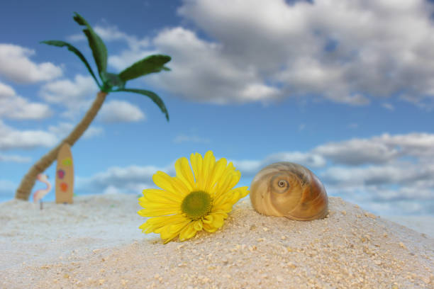 Flower and Seashell on Beach With Palm Tree in Background