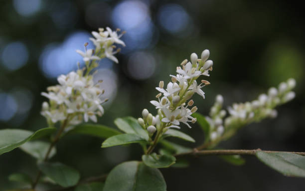 istock Texas Flowering Privet Ligustrum Shrub Shallow DOF 1387753057