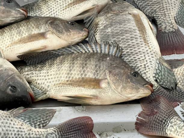 istock tilapia fish in agriculture farm 1387756540
