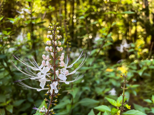 istock Beautiful white autumn flower background. 1387756899