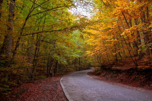 istock Yedigoller, Bolu, Turkey 1387757862