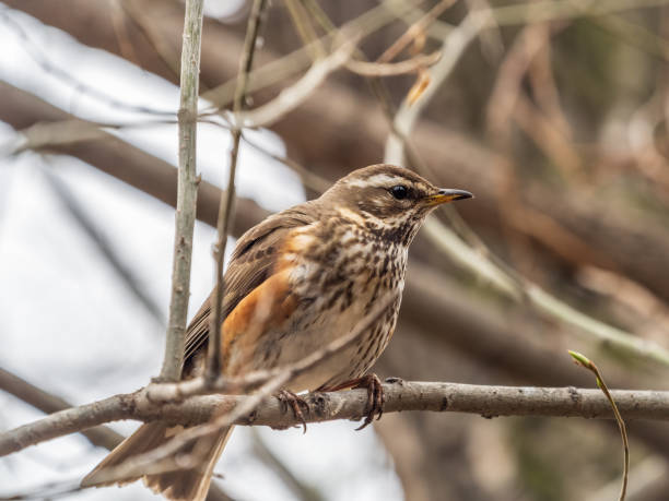 istock Wood bird Redwing, Turdus iliacus, sits on tree branch 1387760562
