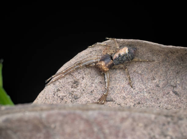 istock brown spider camouflage  on the dried leaf 1387761459