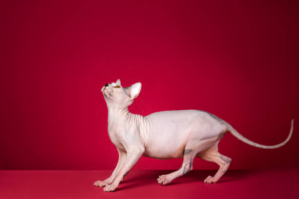 istock Sphynx Hairless Cat 1387762694