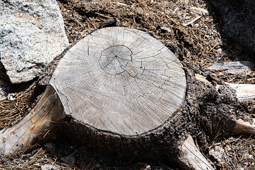 Wood log in the garden, coffee table furniture from tree stump in the garden