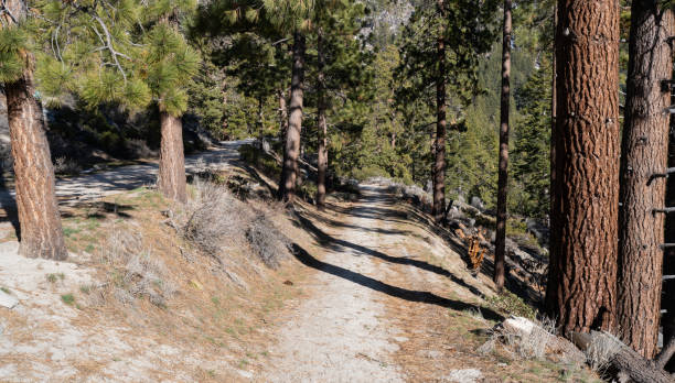 istock Old Road in the Forest 1387763673